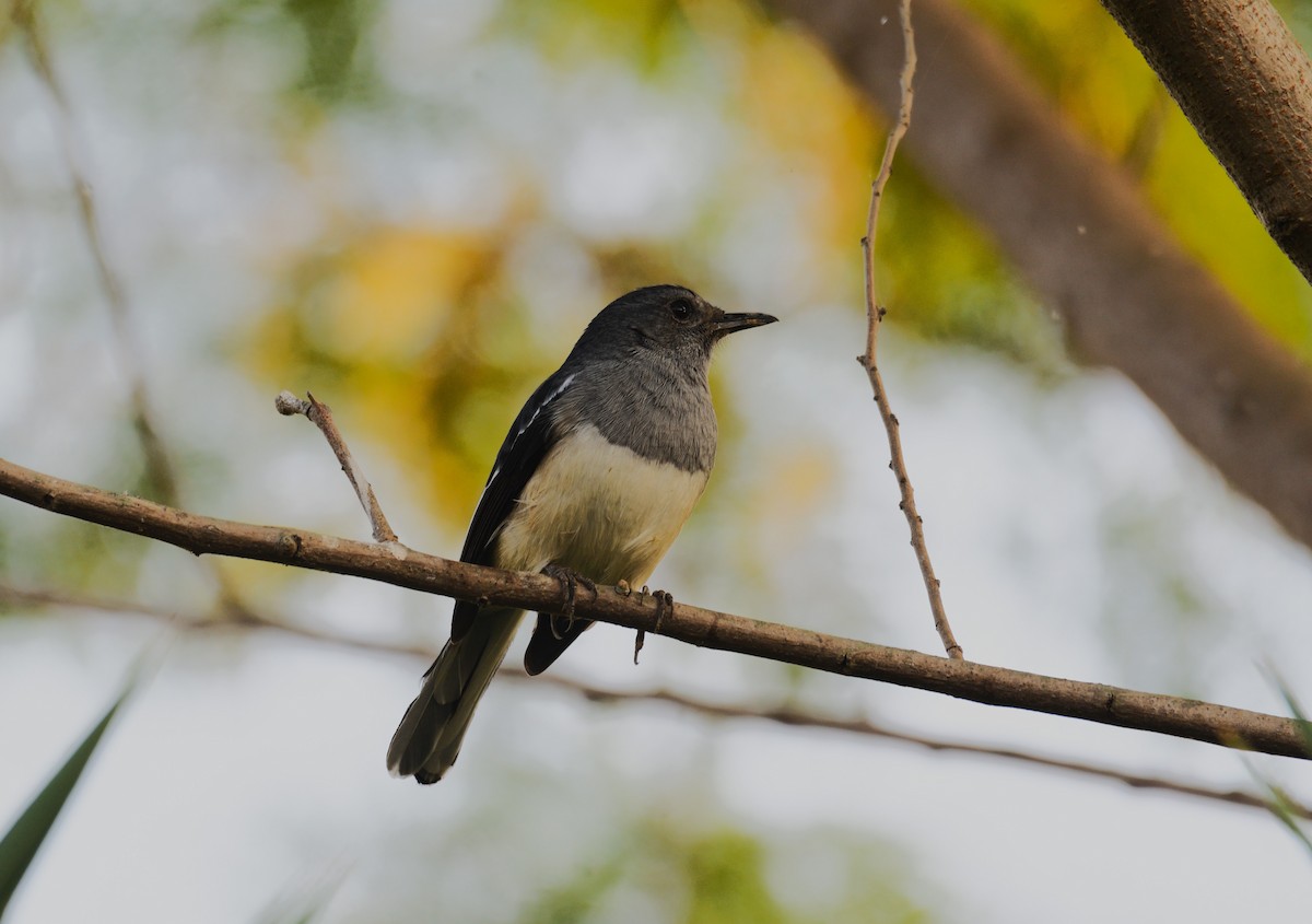 Oriental Magpie-Robin - ML619567818