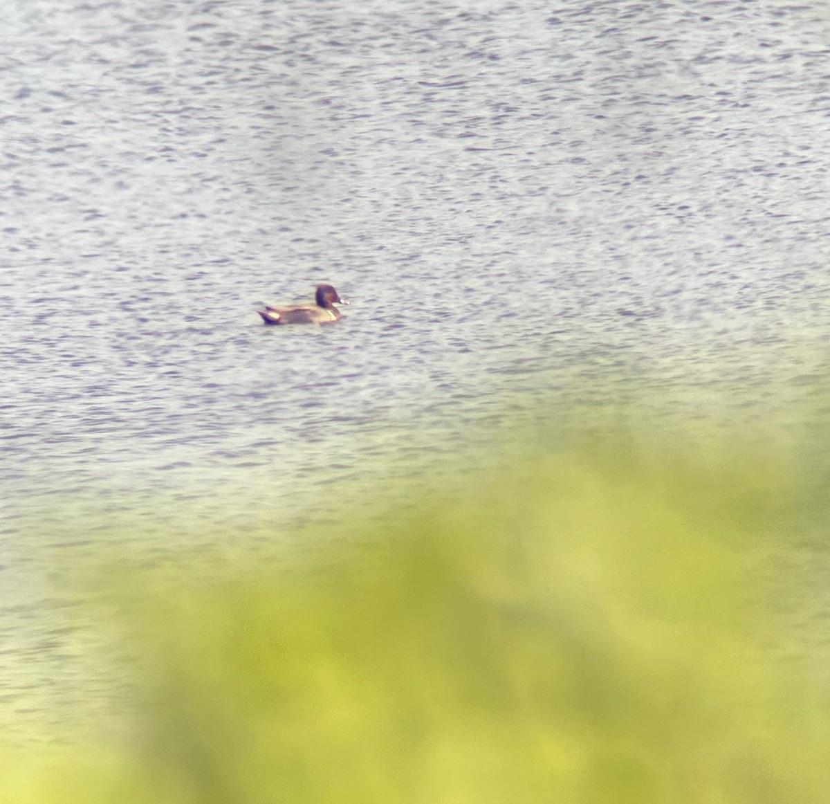 Green-winged Teal - Anthony Russo