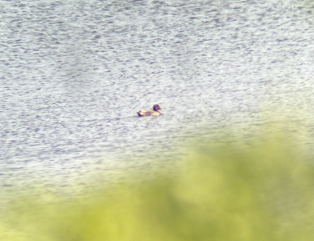 Green-winged Teal - Anthony Russo