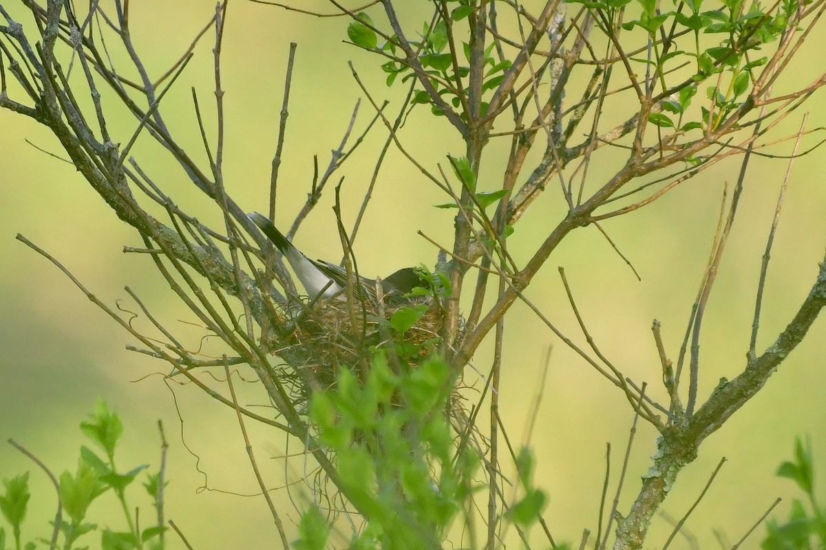 Eastern Kingbird - Cristine Van Dyke