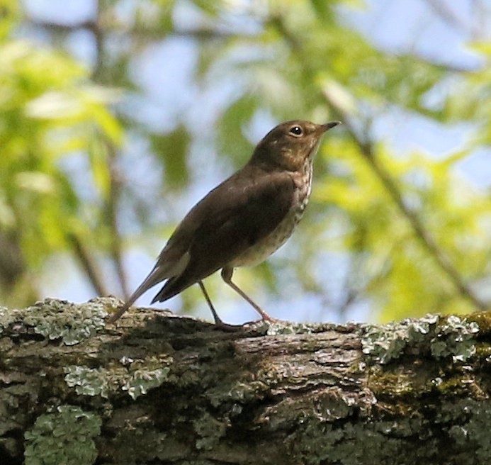 Swainson's Thrush - Kernan Bell