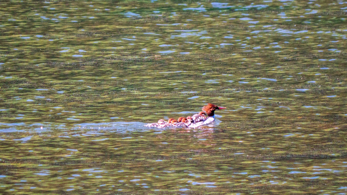 Common Merganser (North American) - ML619567837