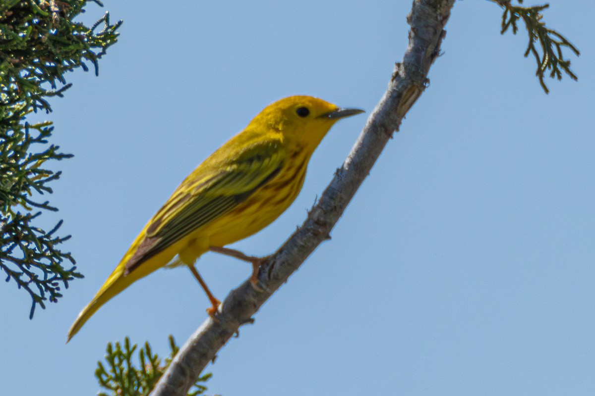 Yellow Warbler - Steven Bruenjes