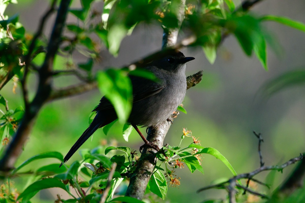 Gray Catbird - Cristine Van Dyke