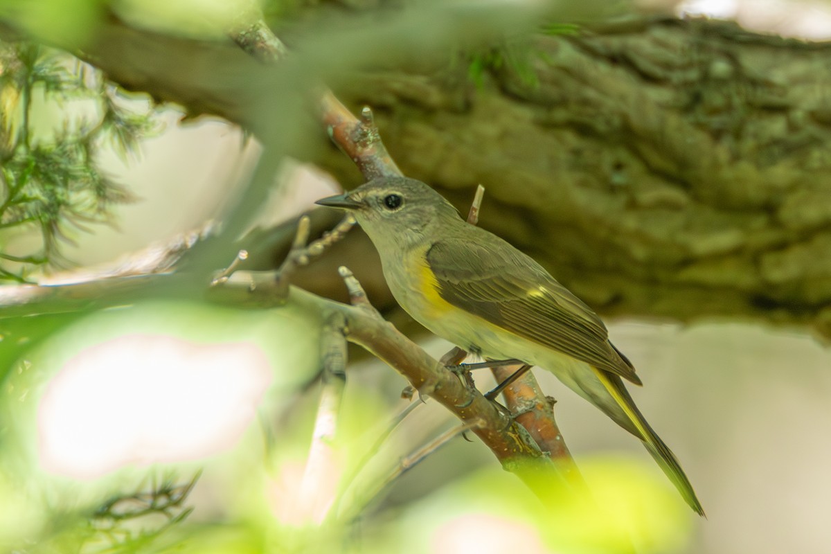 American Redstart - Steven Bruenjes