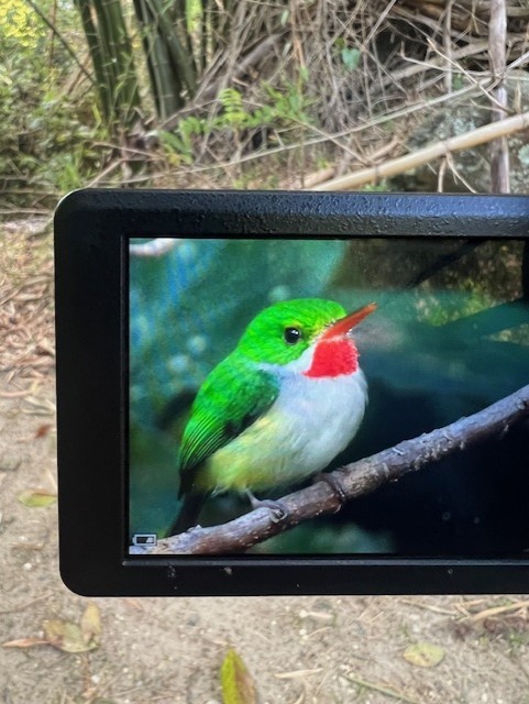 Puerto Rican Tody - Edwin A Betancourt