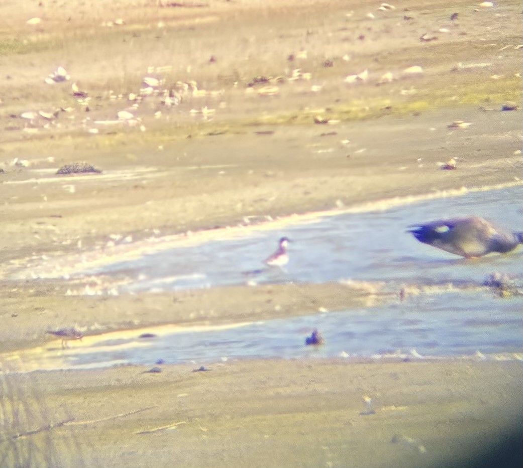 Red-necked Phalarope - Anthony Russo