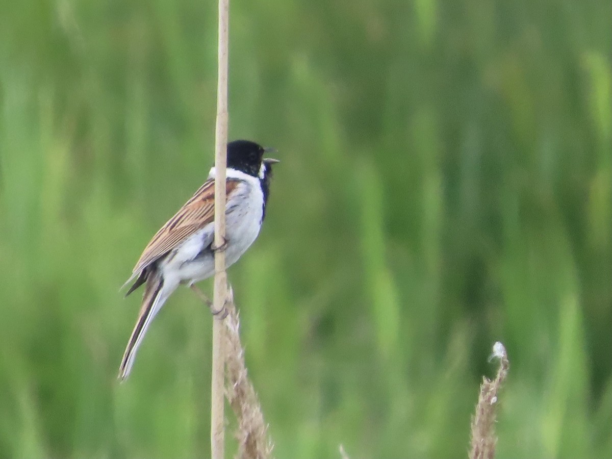 Reed Bunting - christopher stuart elmer