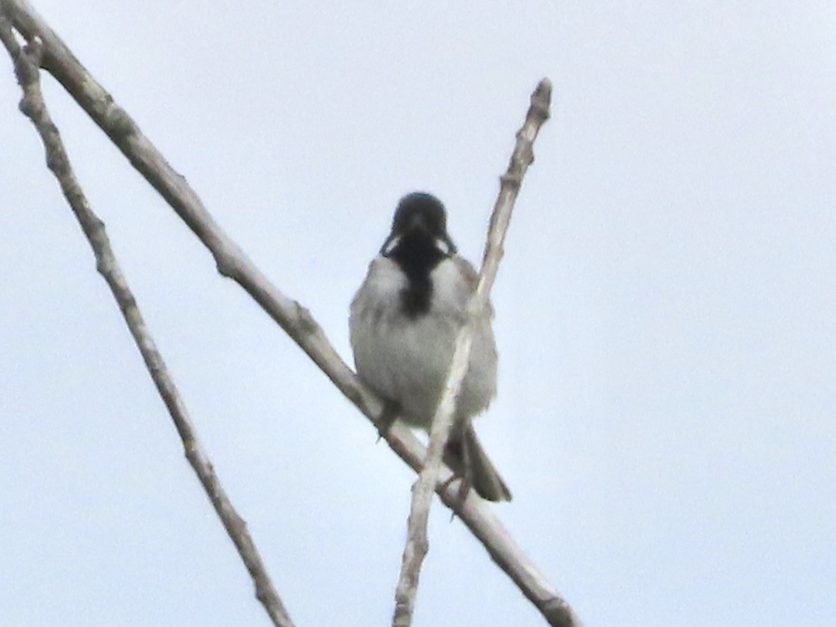 Reed Bunting - christopher stuart elmer