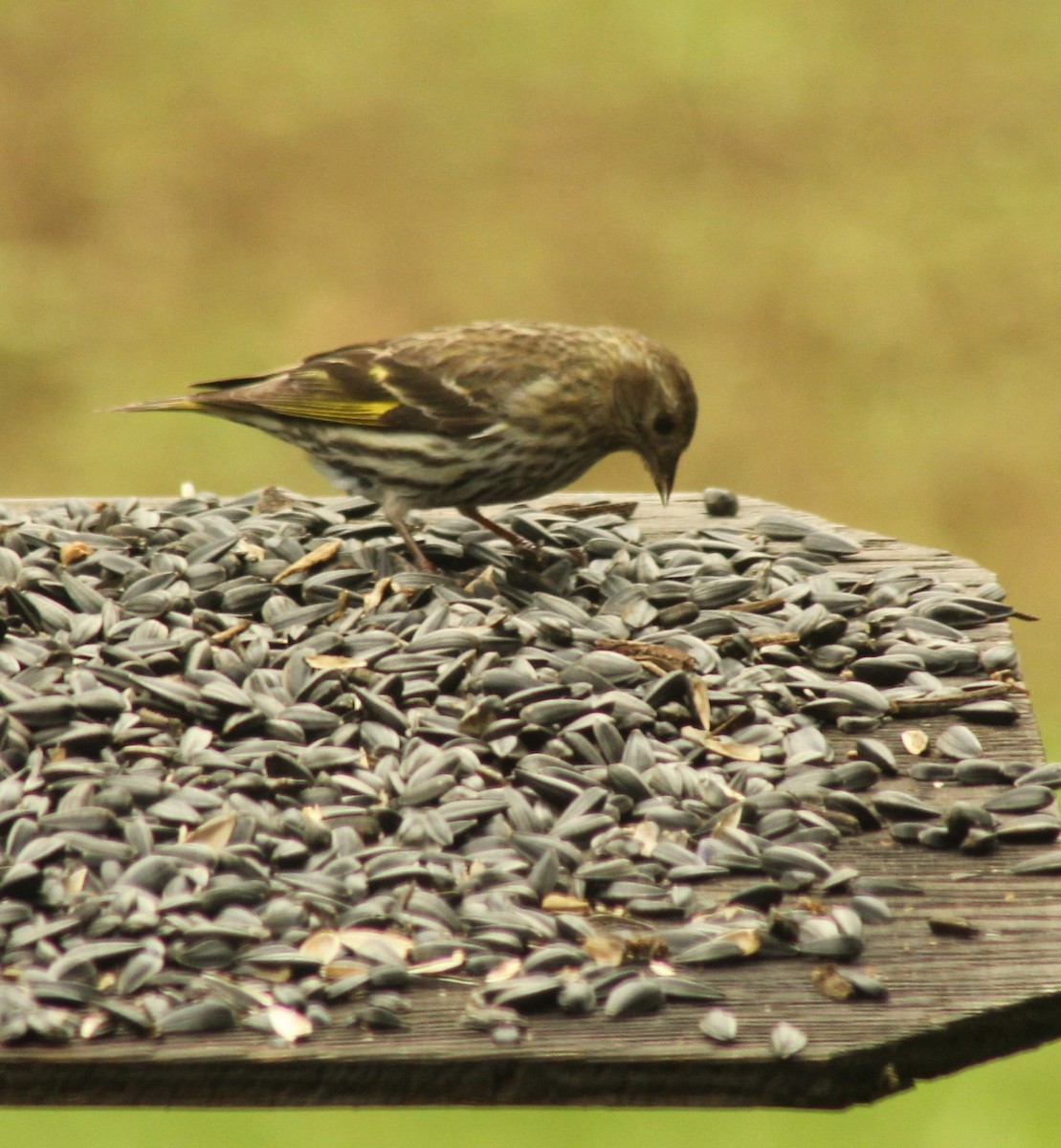 Pine Siskin - Cathy DeNeal