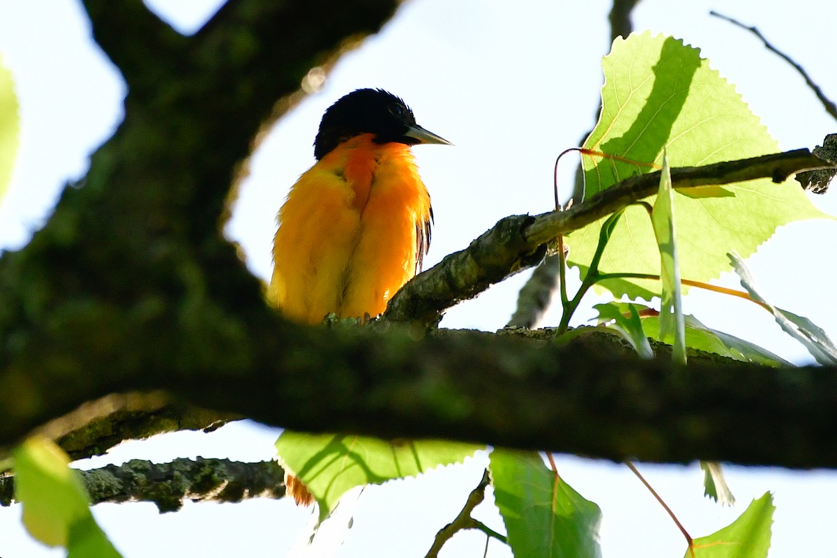 Baltimore Oriole - Cristine Van Dyke