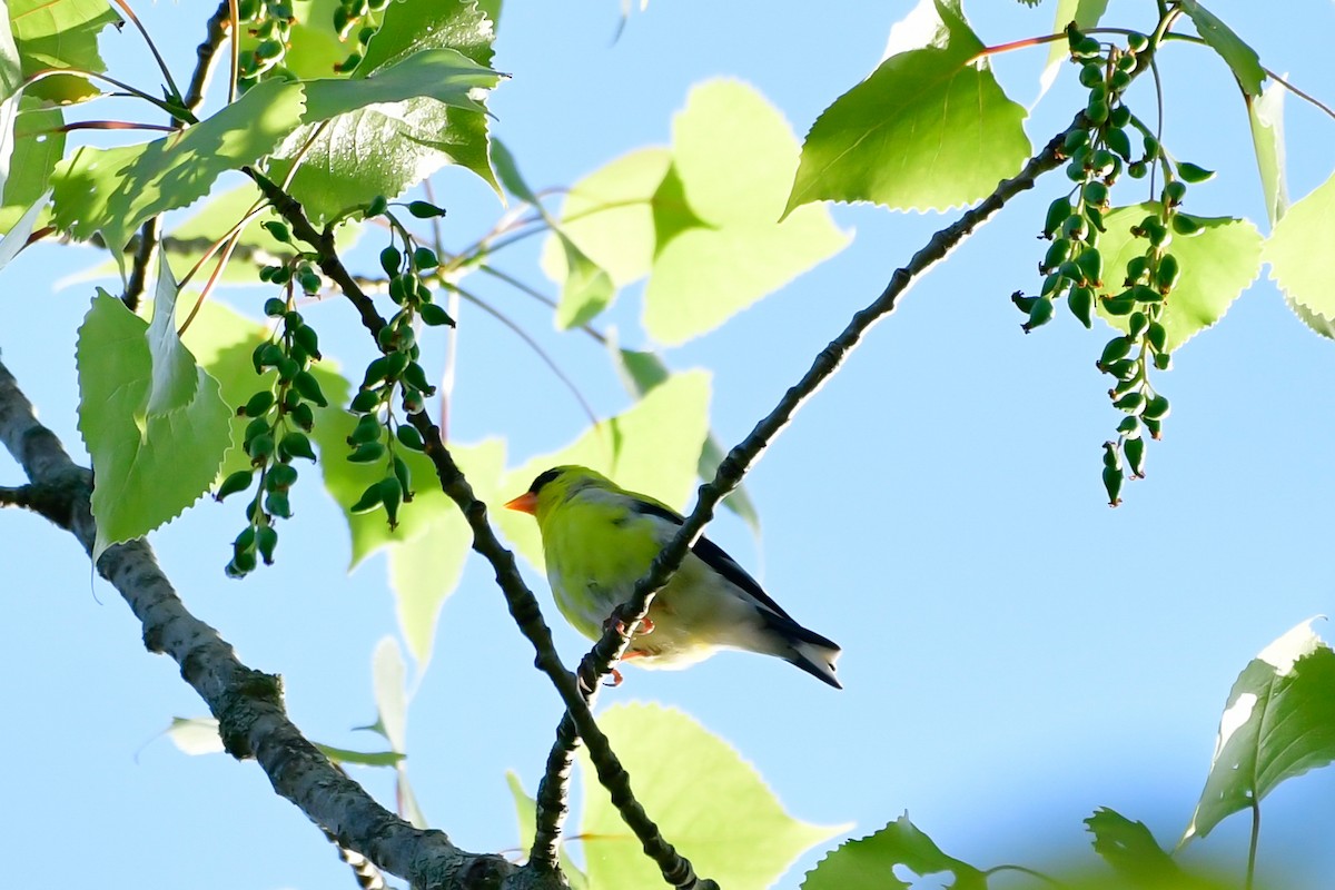 American Goldfinch - Cristine Van Dyke