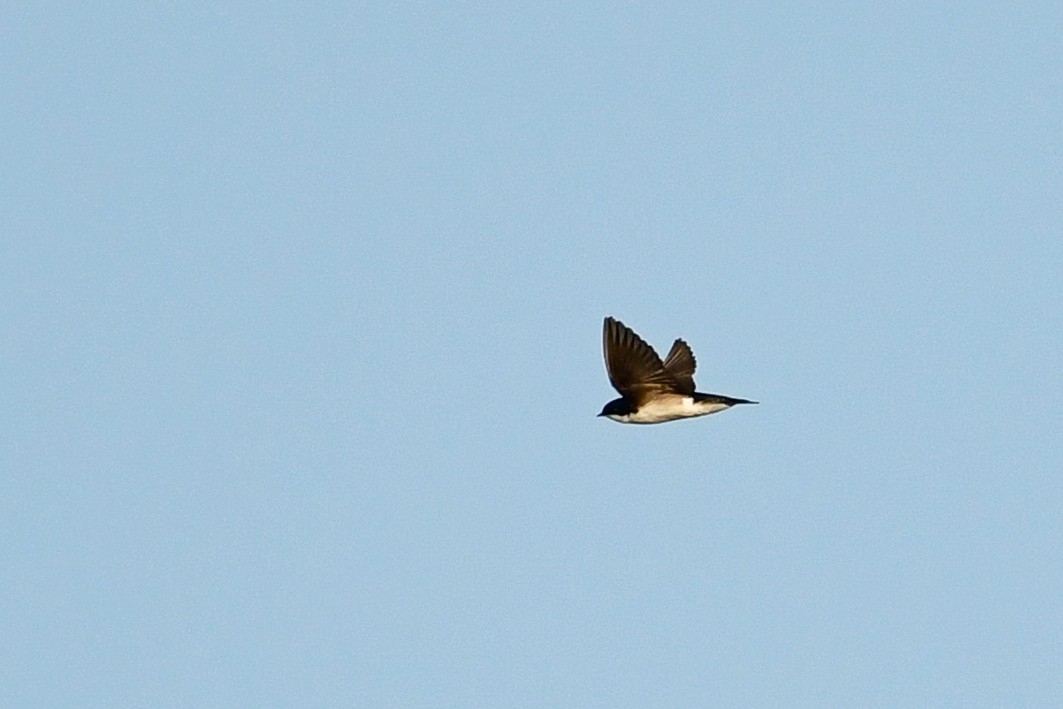 Tree Swallow - Cristine Van Dyke