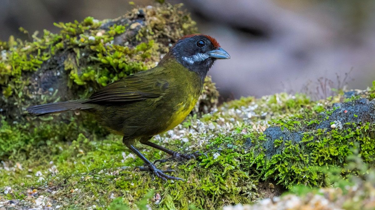 Chestnut-capped Brushfinch - John Andersen