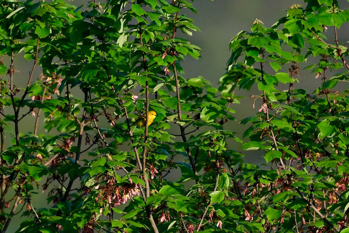 Yellow Warbler - Cristine Van Dyke