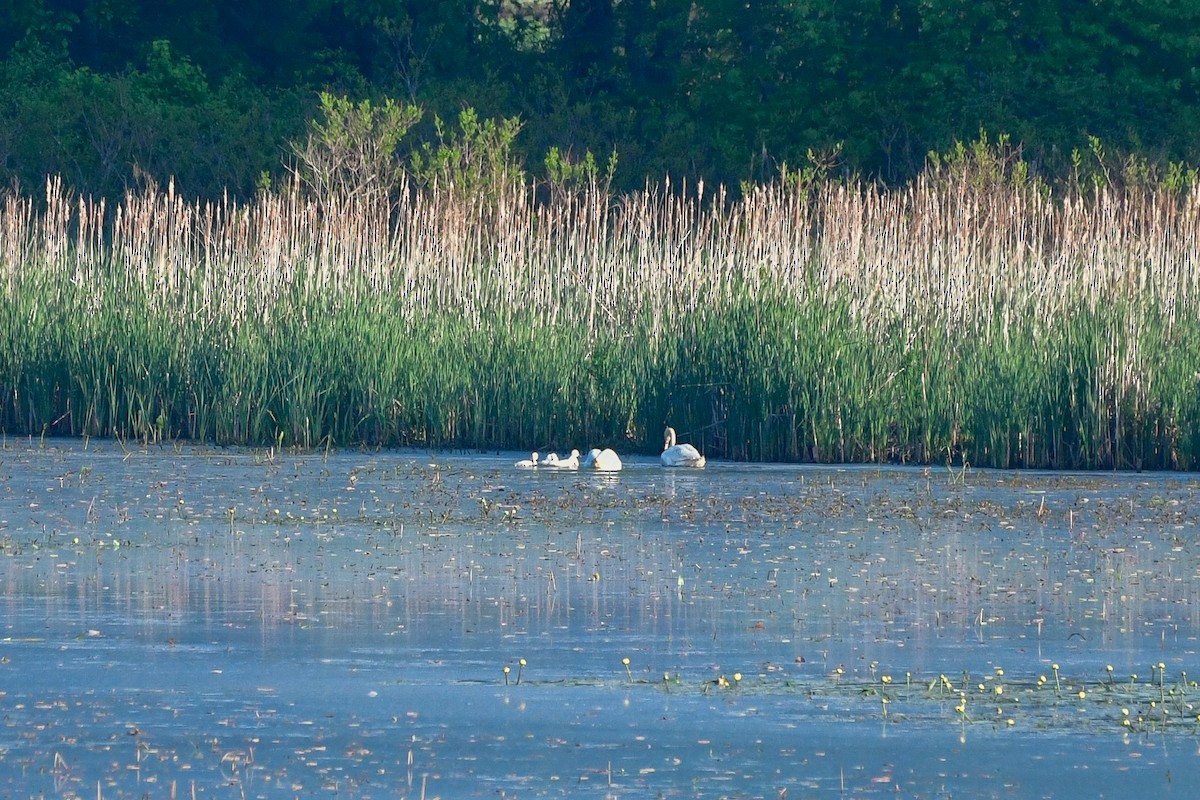 Mute Swan - Cristine Van Dyke