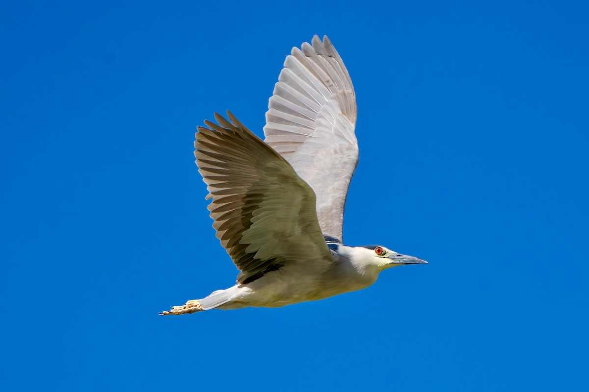 Black-crowned Night Heron - Winston Liu