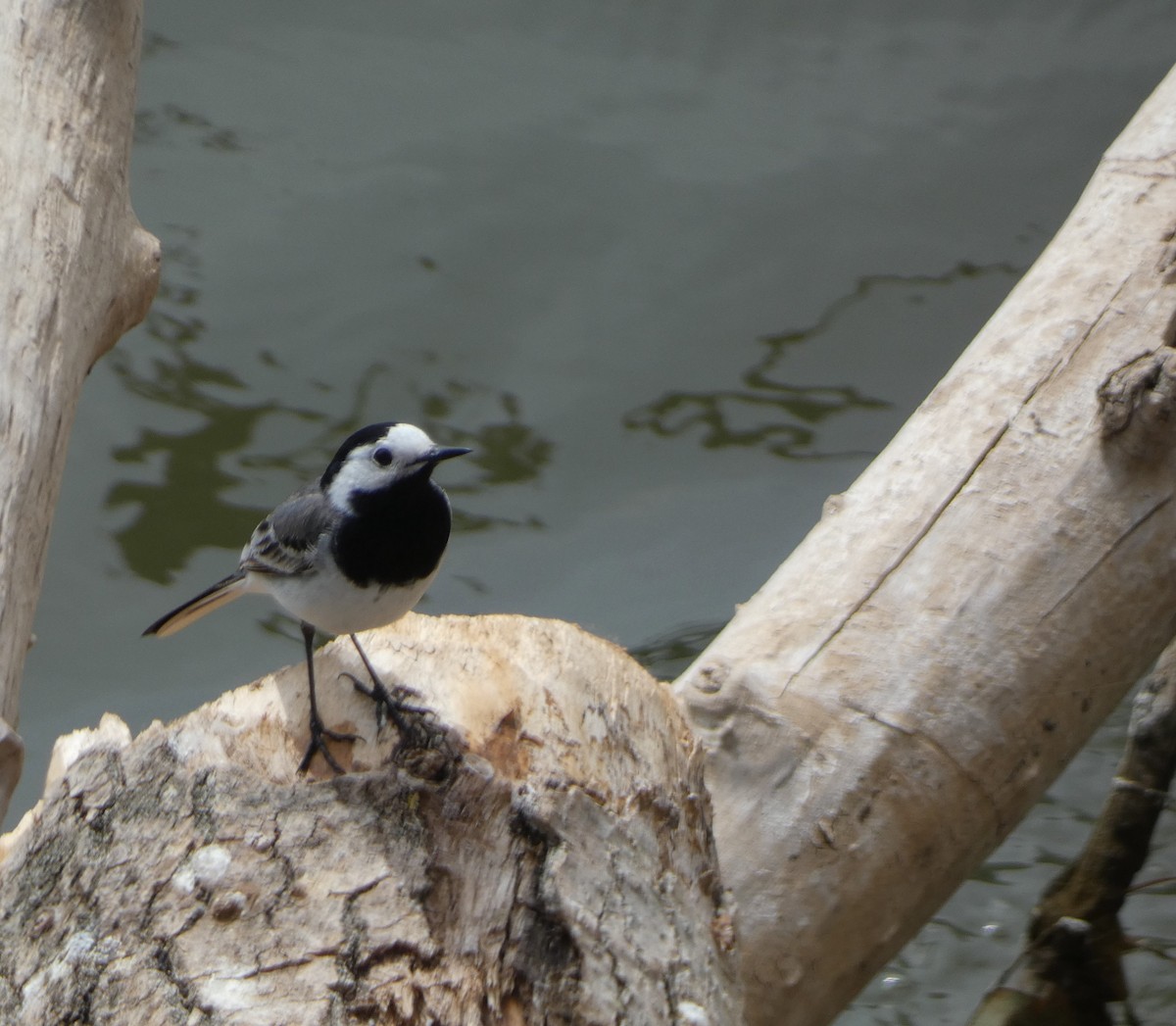 White Wagtail - Jesús Crespo