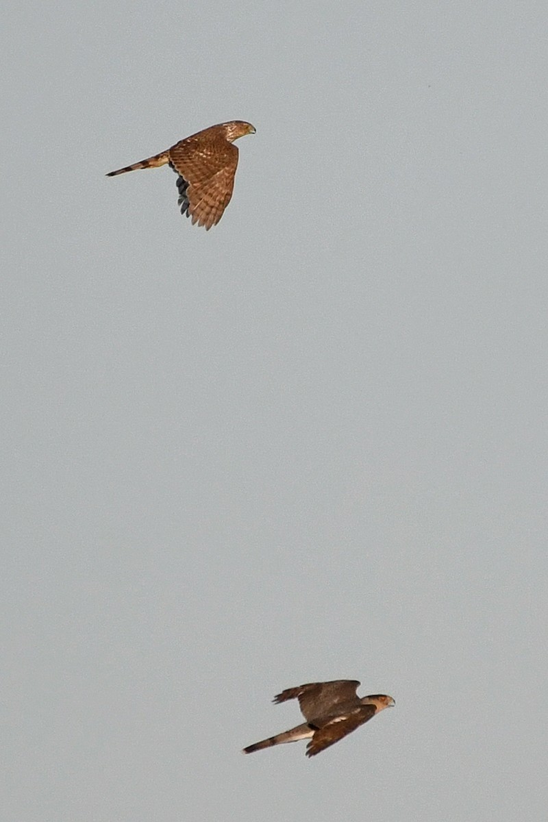 Cooper's Hawk - Cristine Van Dyke