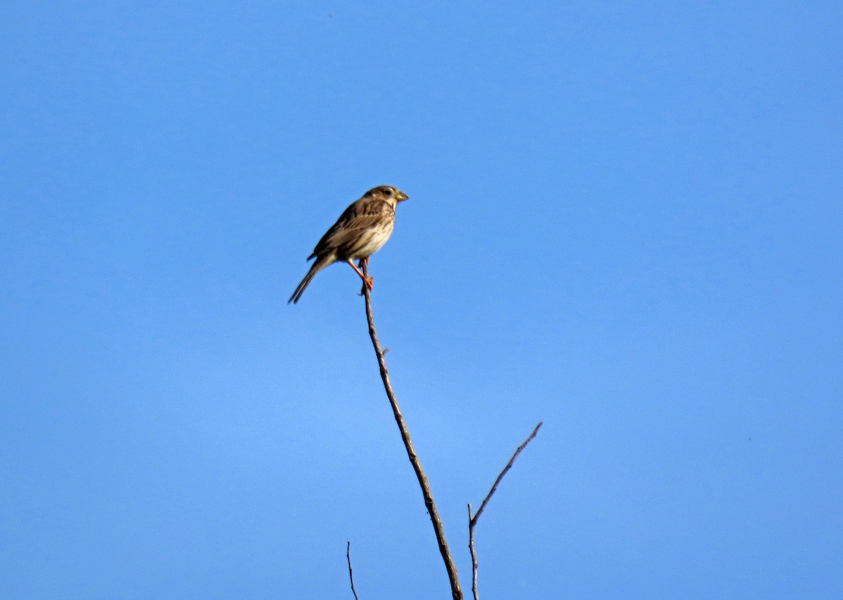 Corn Bunting - Francisco Javier Calvo lesmes