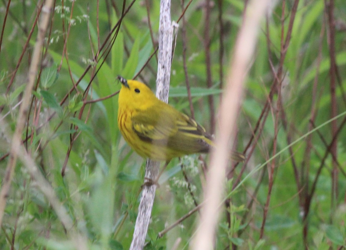 Yellow Warbler - Robert Johnson