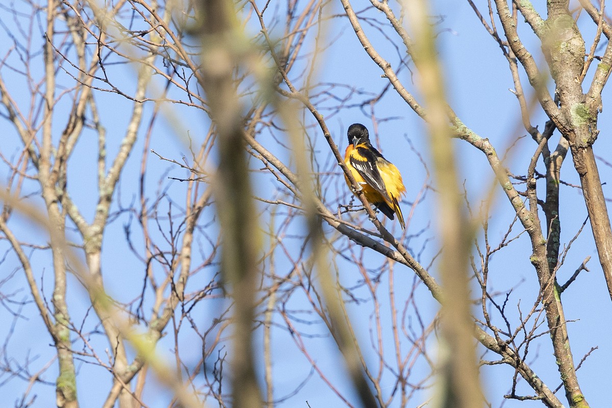 Baltimore Oriole - John Troth