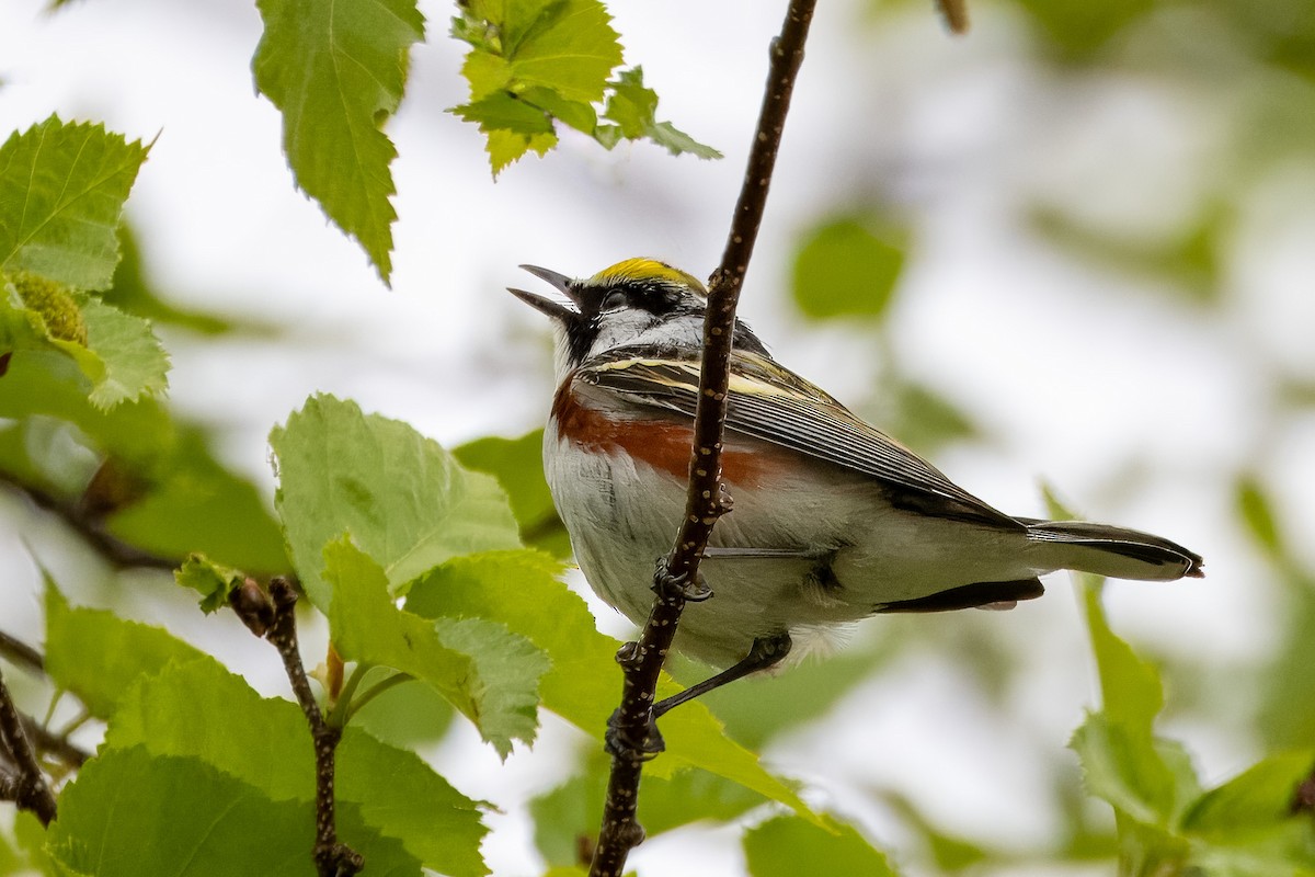 Chestnut-sided Warbler - ML619567906