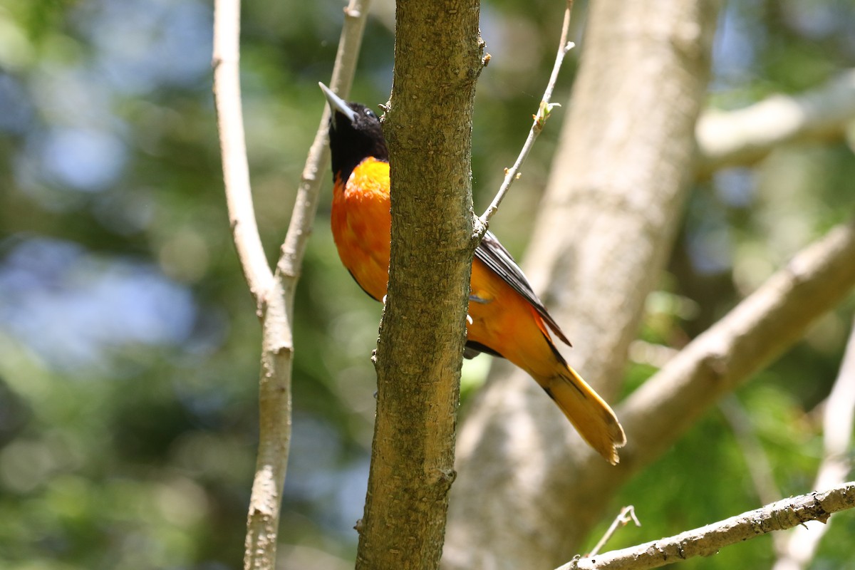 Baltimore Oriole - Kernan Bell