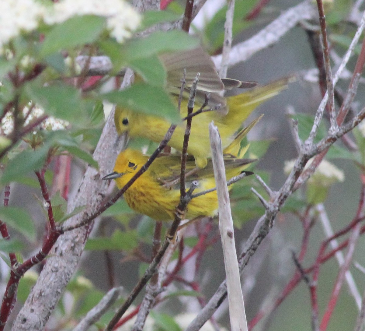 Yellow Warbler - Robert Johnson