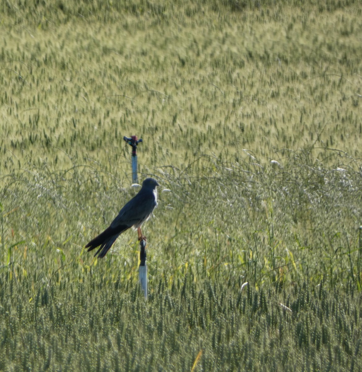 Wiesenweihe - ML619567909