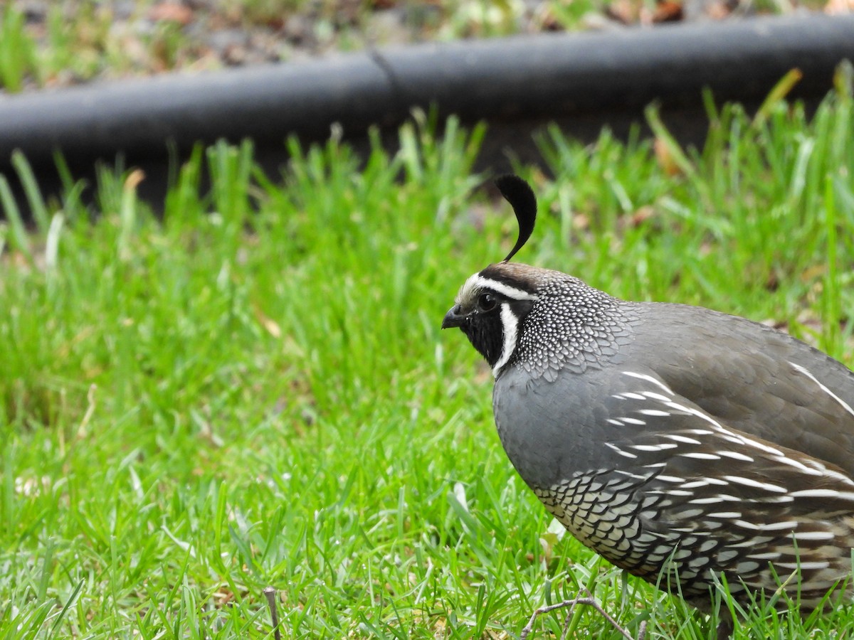 California Quail - ML619567911