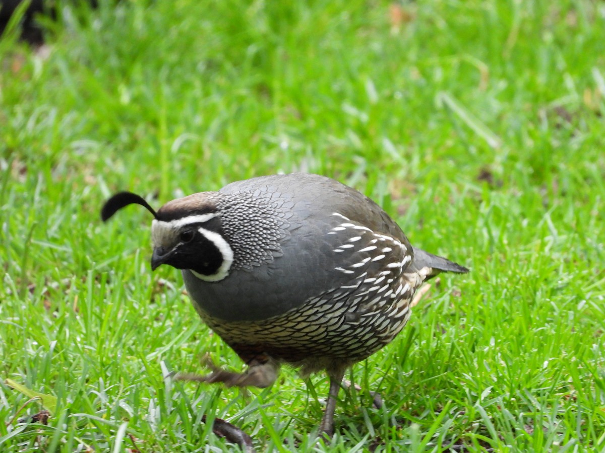 California Quail - Maura Powers