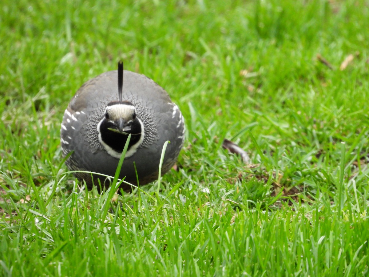 California Quail - Maura Powers