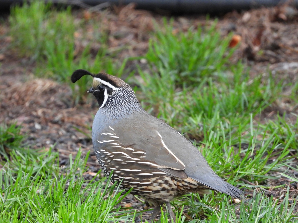 California Quail - Maura Powers