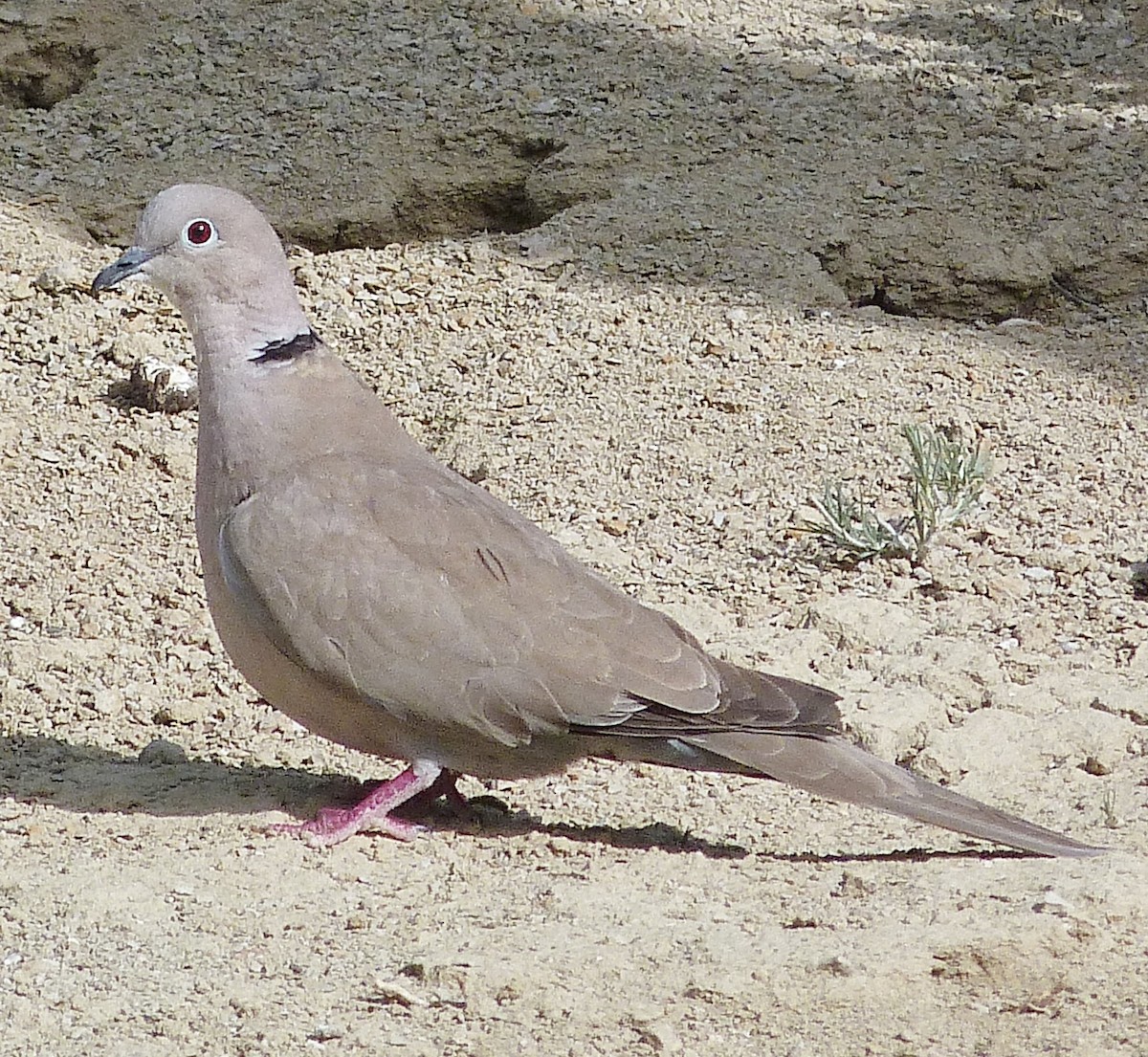 Eurasian Collared-Dove - ML619567918