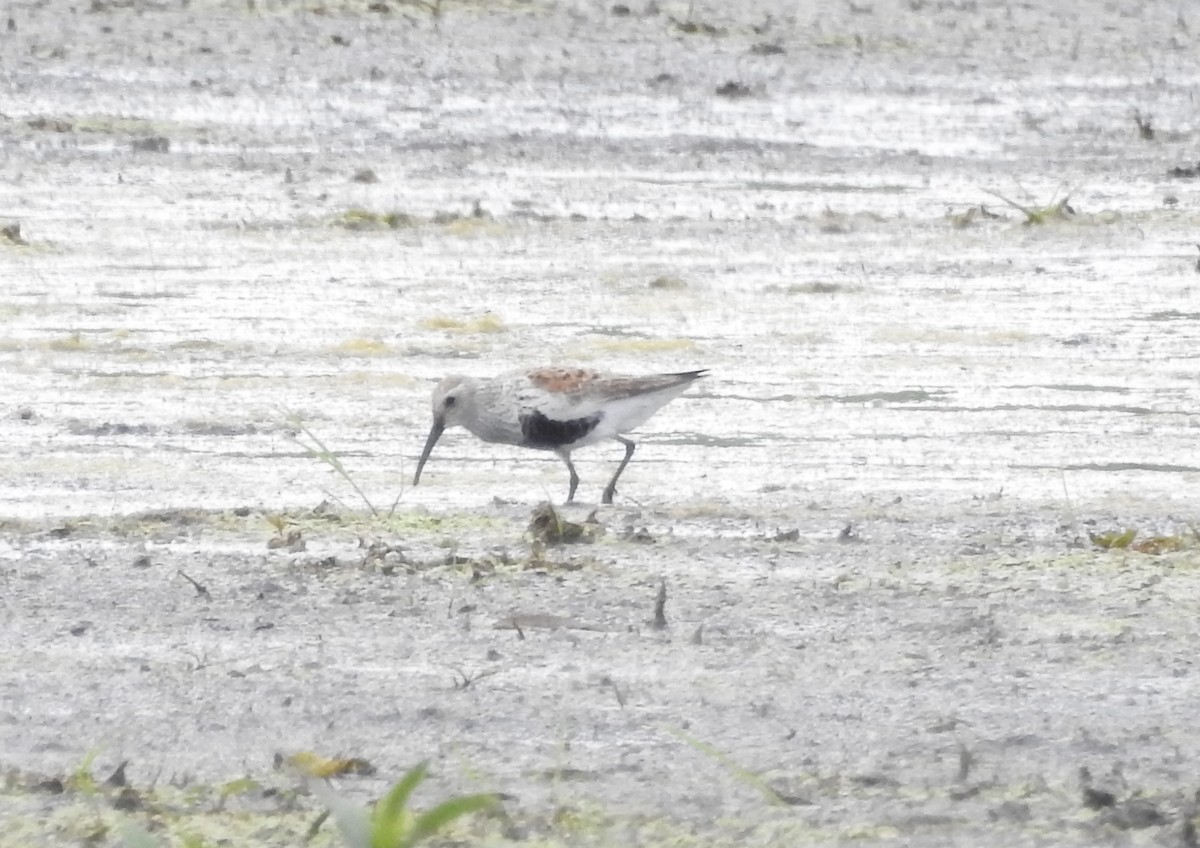 Dunlin - Mary & Bob Pratt