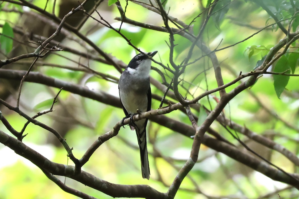 Ryukyu Minivet - 瑞珍 楊