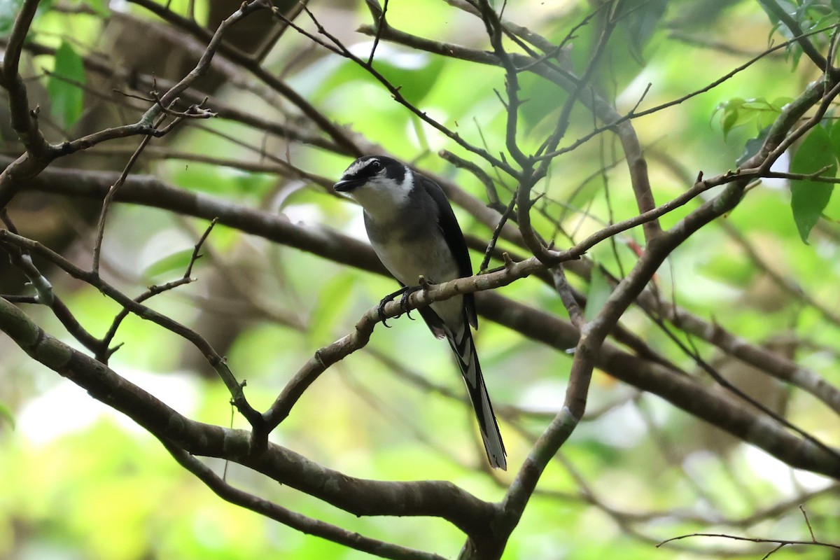 Minivet des Ryu Kyu - ML619567922