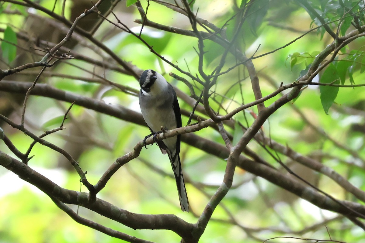 Minivet des Ryu Kyu - ML619567923