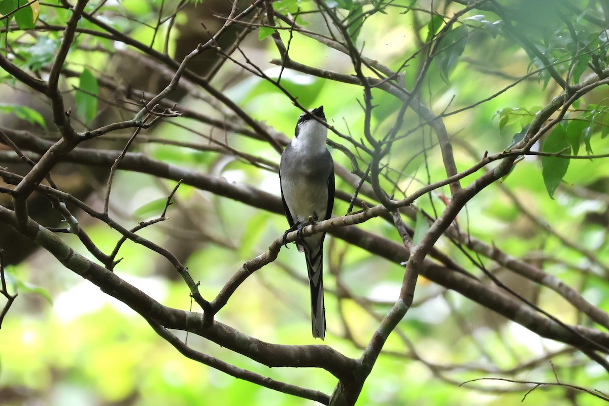 Minivet des Ryu Kyu - ML619567924