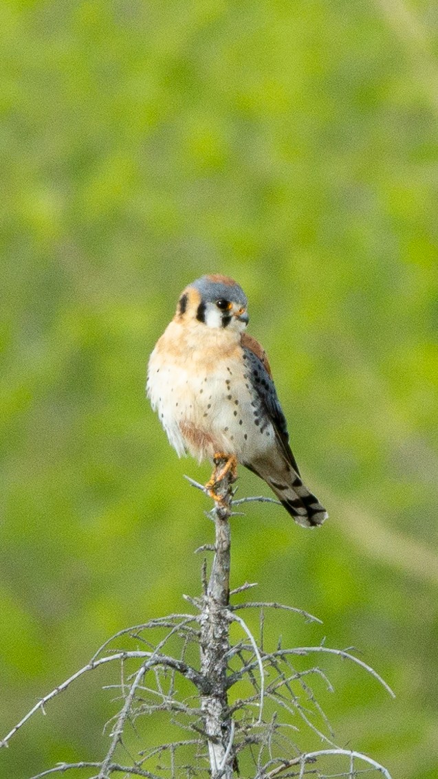 American Kestrel - Anonymous