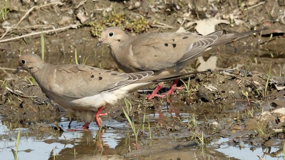 Mourning Dove - Cynthia Ehlinger