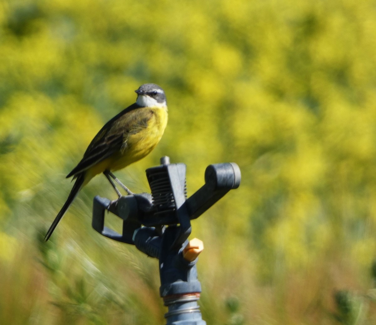 Western Yellow Wagtail - Jesús Crespo