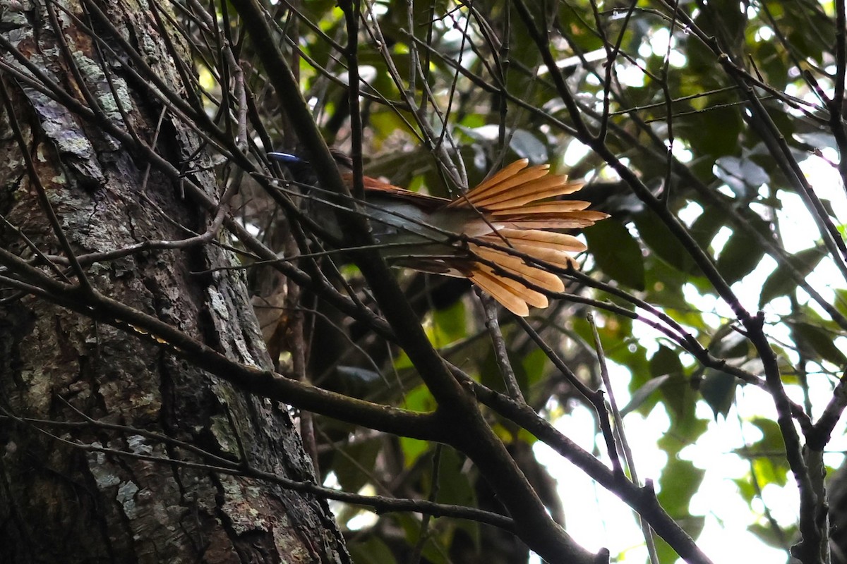 Black Paradise-Flycatcher - 瑞珍 楊