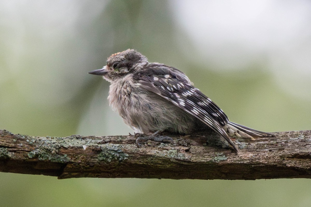 Downy Woodpecker - Pete Followill