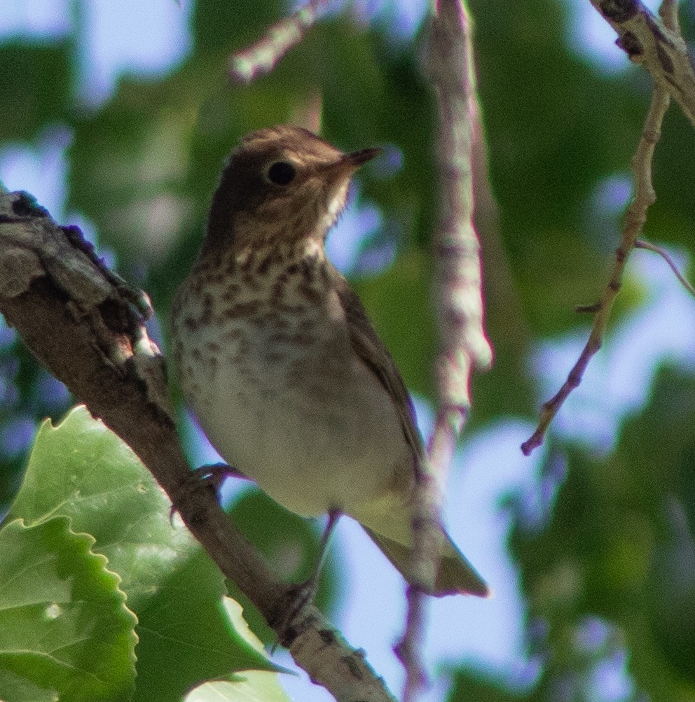 Swainson's Thrush - G Stacks