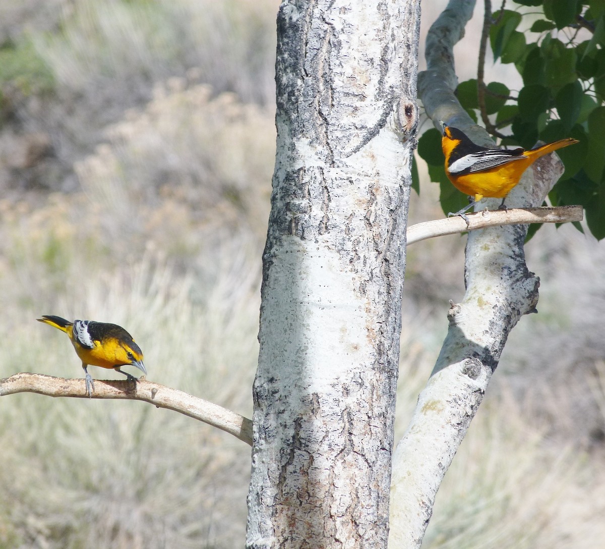 Bullock's Oriole - Kenneth Stinchcomb