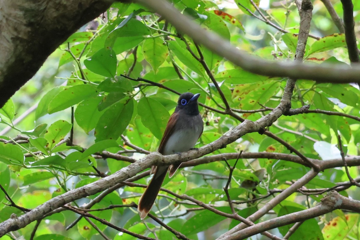 Black Paradise-Flycatcher - 瑞珍 楊