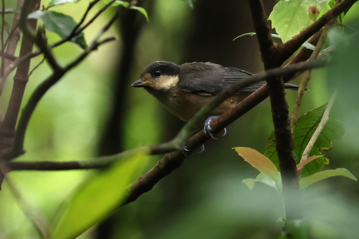 Varied Tit - ML619567959