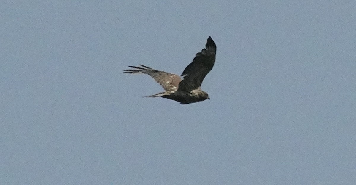 Red-shouldered Hawk - ML619567965